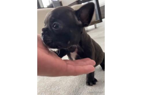 成約済の福岡県のフレンチブルドッグ-216184の7枚目