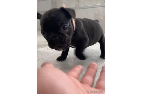 成約済の福岡県のフレンチブルドッグ-216179の2枚目