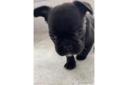 成約済の福岡県のフレンチブルドッグ-216179の4枚目