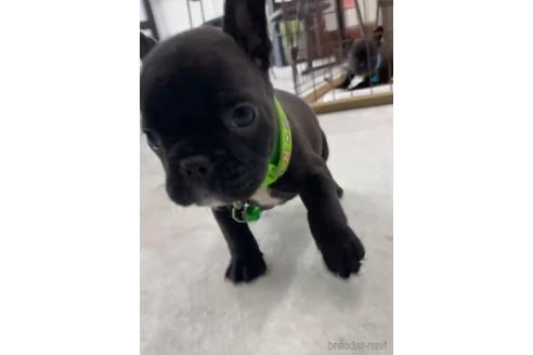 成約済の福岡県のフレンチブルドッグ-216182の8枚目