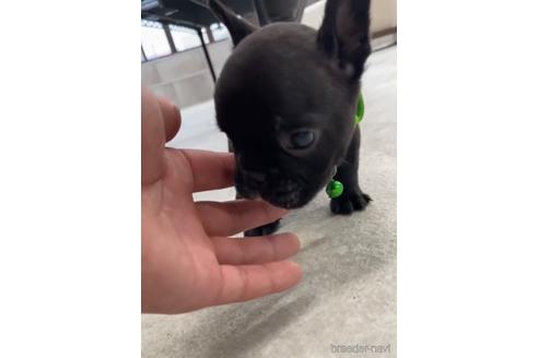 成約済の福岡県のフレンチブルドッグ-216182の6枚目