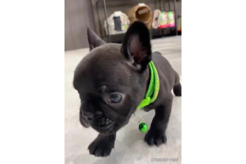 成約済の福岡県のフレンチブルドッグ-216182の7枚目