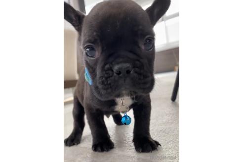 成約済の福岡県のフレンチブルドッグ-216185