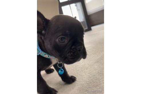 成約済の福岡県のフレンチブルドッグ-216185の7枚目