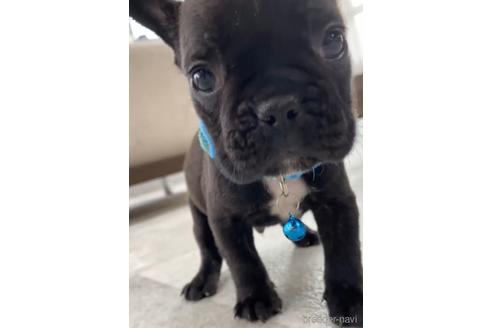 成約済の福岡県のフレンチブルドッグ-216185の8枚目