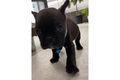 成約済の福岡県のフレンチブルドッグ-216185の10枚目