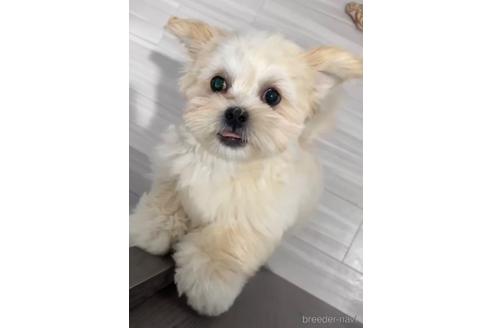 成約済の福岡県のミックス犬-208014の1枚目