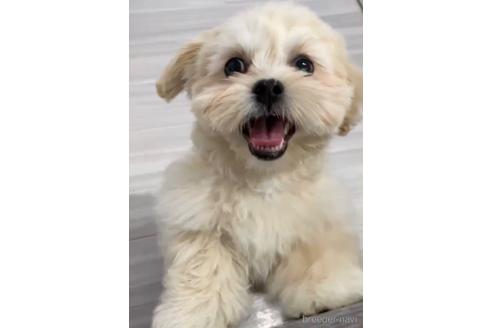 成約済の福岡県のミックス犬-208014の2枚目
