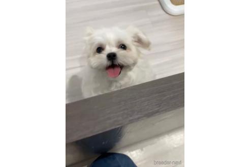 成約済の福岡県のミックス犬-208016の3枚目