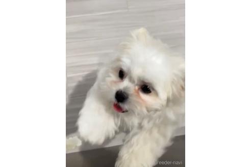成約済の福岡県のミックス犬-208016の2枚目