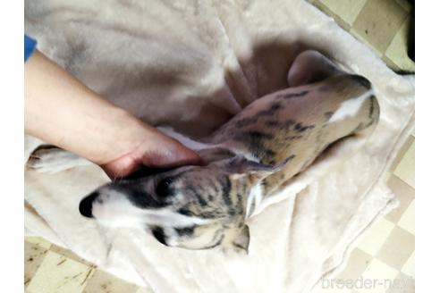 成約済の広島県のウィペット-215193の3枚目