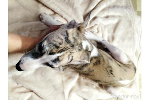 成約済の広島県のウィペット-215193の2枚目