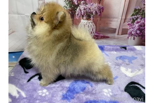 成約済の埼玉県のポメラニアン-214656の10枚目