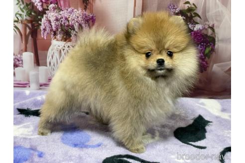 成約済の埼玉県のポメラニアン-214656の7枚目
