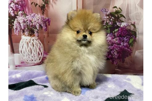 成約済の埼玉県のポメラニアン-214656の9枚目