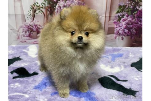 成約済の埼玉県のポメラニアン-214656の2枚目