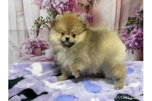 成約済の埼玉県のポメラニアン-214656の3枚目