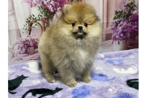 成約済の埼玉県のポメラニアン-214656の1枚目