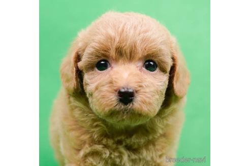 成約済の千葉県のトイプードル-218243の1枚目