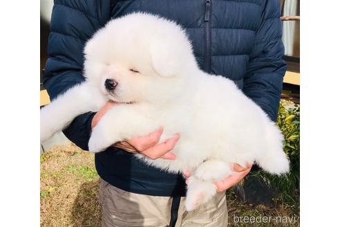 成約済の山梨県の秋田犬-218265の4枚目