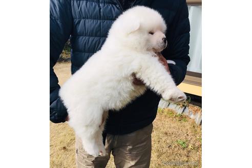 成約済の山梨県の秋田犬-218265の3枚目