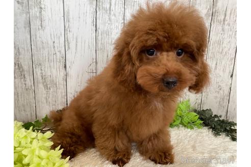 成約済の埼玉県のトイプードル-213331の5枚目