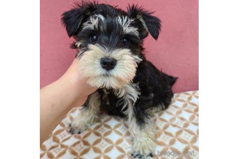 子犬
