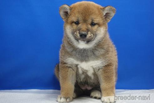 成約済の愛知県の柴犬-215200の19枚目