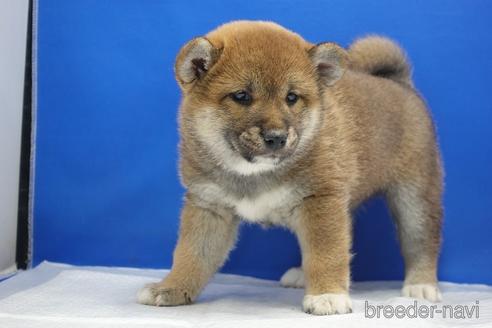 成約済の愛知県の柴犬-215200の18枚目