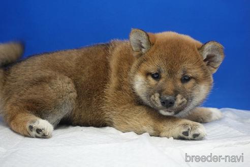成約済の愛知県の柴犬-215200の17枚目