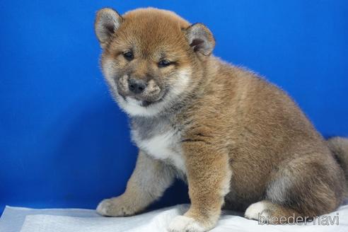 成約済の愛知県の柴犬-215200の17枚目