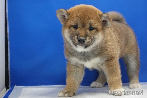 成約済の愛知県の柴犬-215200の15枚目
