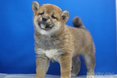 成約済の愛知県の柴犬-215200の14枚目