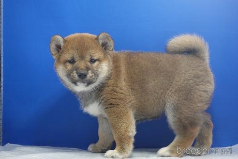 成約済の愛知県の柴犬-215200の13枚目