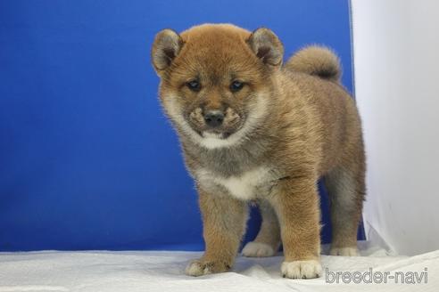 成約済の愛知県の柴犬-215200の11枚目