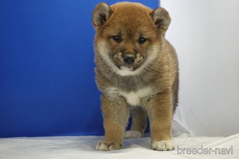 成約済の愛知県の柴犬-215200の10枚目