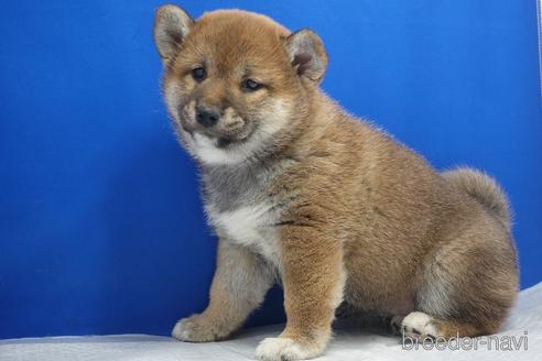 成約済の愛知県の柴犬-215200の9枚目