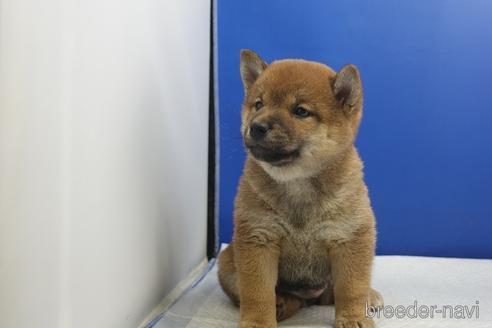 成約済の愛知県の柴犬-215213の6枚目