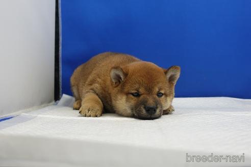 成約済の愛知県の柴犬-215213の1枚目