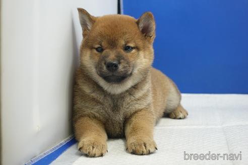 成約済の愛知県の柴犬-215213の5枚目
