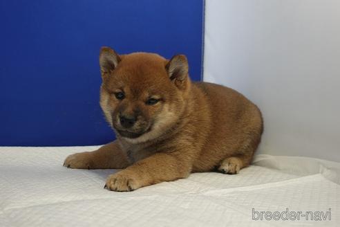 成約済の愛知県の柴犬-215213の4枚目