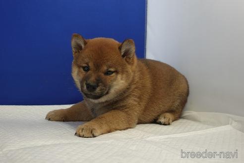 成約済の愛知県の柴犬-215213の3枚目