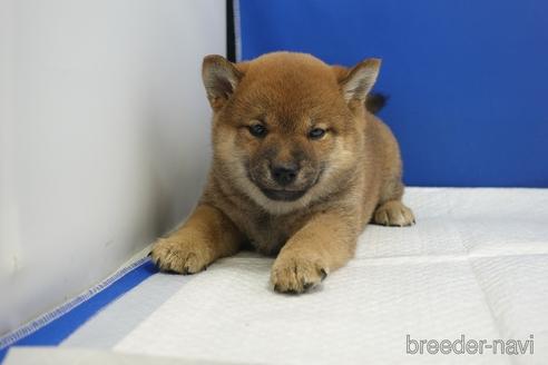 成約済の愛知県の柴犬-215213の4枚目