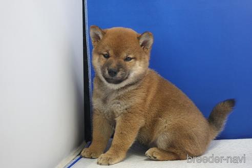 成約済の愛知県の柴犬-215213の2枚目