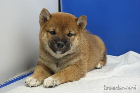 成約済の愛知県の柴犬-215214の4枚目