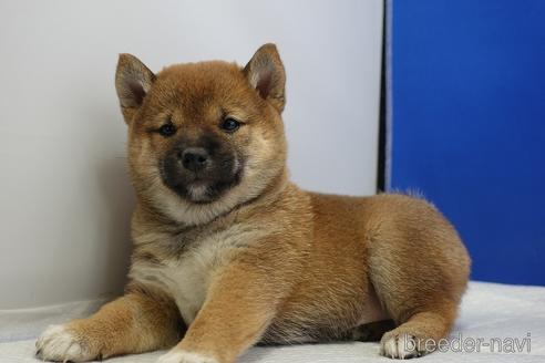 成約済の愛知県の柴犬-215214の8枚目