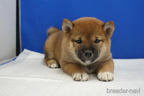 成約済の愛知県の柴犬-215214の6枚目
