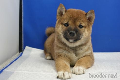 成約済の愛知県の柴犬-215214の5枚目