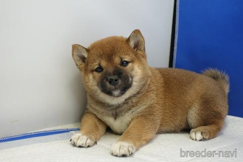 成約済の愛知県の柴犬-215214の4枚目