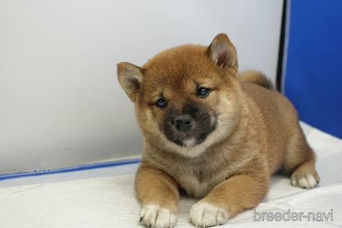 成約済の愛知県の柴犬-215214の1枚目